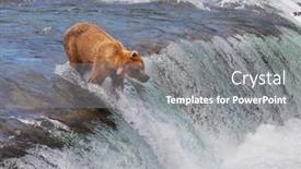  Presentation with brown bear - Slide set featuring grizzly-bear-hunting-salmon background and a gray colored foreground