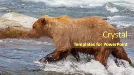  Presentation with brown bear - Amazing presentation theme having grizzly-bear-hunting-salmon backdrop and a tawny brown colored foreground