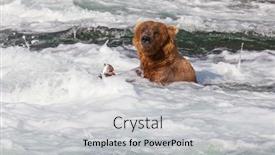  Presentation with brown bear - PPT theme featuring grizzly-bear-hunting-salmon background and a  colored foreground