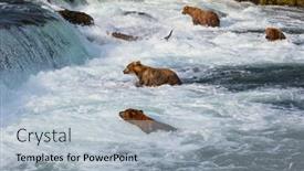  Presentation with brown bear - Slides enhanced with grizzly-bear-hunting-salmon background and a  colored foreground