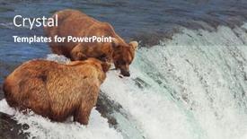  Presentation with hunting - Slides having grizzly-bear-hunting-salmon background and a  colored foreground