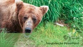  Presentation with brown bear - Theme enhanced with grizzly-bear-hunting-salmon background and a  colored foreground