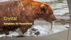  Presentation with brown bear - Presentation theme consisting of grizzly-bear-hunting-salmon background and a tawny brown colored foreground
