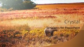  Presentation with season - Colorful slides enhanced with grizzly bear in autumn season backdrop and a yellow colored foreground