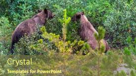  Presentation with autumn - Audience pleasing PPT theme consisting of grizzly-bear-in-autumn-snowy backdrop and a tawny brown colored foreground