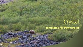  Presentation with polar bear - Presentation having grizzly-bear-in-polar-tundra background and a tawny brown colored foreground