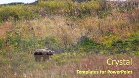  Presentation with polar bear - Presentation theme featuring grizzly-bear-in-polar-tundra background and a  colored foreground