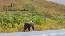  Presentation with season - Slide set with grizzly-bear-in-summer-season background and a coral colored foreground