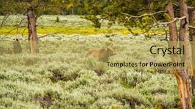  Presentation with brown bear - Amazing PPT theme having grizzly bear in yellowstone national backdrop and a yellow colored foreground