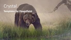 Presentation with pond - Cool new PPT layouts with grizzly bear near the pond backdrop and a gray colored foreground