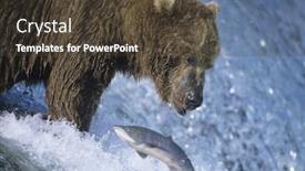  Presentation with masha and the bear - Theme featuring grizzly bear swimming with fish in mouth background and a tawny brown colored foreground