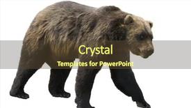  Presentation with brown bear - Slide deck consisting of grizzly bear ursus arctos horribilis background and a tawny brown colored foreground