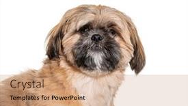  Presentation with dog - Presentation design featuring groomed-beige-shih-tzu-dog background and a coral colored foreground