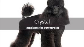  Presentation with poodle - PPT layouts featuring groomed-black-poodle-standing-isolated background and a dark gray colored foreground