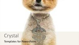  Presentation with pet grooming small dog - Presentation design enhanced with groomed pomeranian dog sitting and wearing a dollar necklace background and a soft green colored foreground