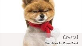  Presentation with antlers - Colorful presentation design enhanced with groomed pomeranian dog sitting and wearing reindeer antlers headband and a christmas scarf backdrop and a light gray colored foreground