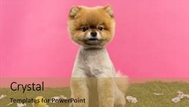  Presentation with chicks - Amazing presentation design having groomed pomeranian dog sitting in grass with flowers and chicks in front of a pink background backdrop and a gold colored foreground