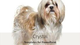  Presentation with dog - Slide deck with groomed-shih-tsu-dog-isolated background and a  colored foreground