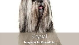  Presentation with dog - Slides featuring groomed-sitting-lhasa-apso-dog background and a coral colored foreground