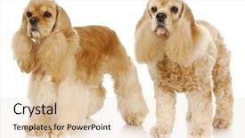  Presentation with american bull dog - Amazing theme having pet groomer - old and young dog backdrop and a lemonade colored foreground