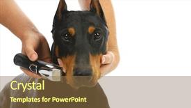  Presentation with shaving - Amazing slides having groomer - shaving dogs face - doberman backdrop and a tawny brown colored foreground
