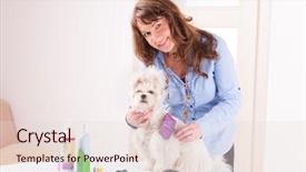  Presentation with grooming dog - Presentation theme having groomer - smiling woman grooming a dog background and a lemonade colored foreground