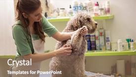  Presentation with grooming dog - Audience pleasing slides consisting of groomer is cutting a dog backdrop and a coral colored foreground