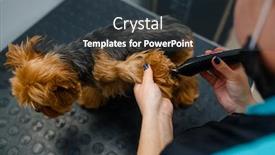  Presentation with salon - Slide deck with groomer-with-polishing-machine-grooming background and a tawny brown colored foreground