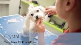  Presentation with hair spa - Presentation design consisting of groomer-with-scissors-made-hairstyle background and a light blue colored foreground