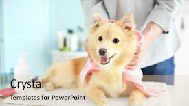  Presentation with grooming dog - PPT theme featuring grooming - cute dog spitz at groomer background and a lemonade colored foreground