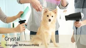  Presentation with grooming dog - Colorful theme enhanced with grooming - cute dog spitz at groomer backdrop and a lemonade colored foreground