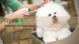  Presentation with professional - Presentation with grooming - cute hairstyle for bichon frise background and a coral colored foreground