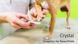  Presentation with grooming dog - PPT theme having grooming - little dog at manicure background and a mint green colored foreground