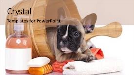  Presentation with puppy - PPT theme with grooming - puppy bath time - french background and a coral colored foreground
