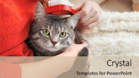  Presentation with brush - Colorful theme enhanced with grooming - woman combing cute cat backdrop and a soft green colored foreground