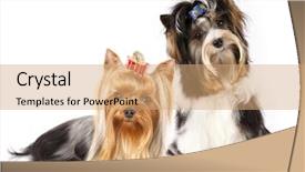  Presentation with grooming dog - Audience pleasing presentation design consisting of grooming dog - beaver yorkshire terrier backdrop and a coral colored foreground