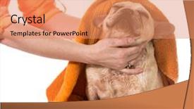  Presentation with dog bath - Slide deck having grooming dog - drying french bulldog off background and a coral colored foreground