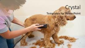  Presentation with puppy english cocker spaniel - Amazing PPT theme having grooming dog - female groomer haircut cocker spaniel backdrop and a lemonade colored foreground