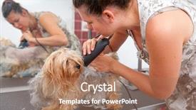  Presentation with grooming dog - Amazing slide deck having grooming dog - female groomer haircut yorkshire terrier backdrop and a coral colored foreground