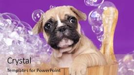  Presentation with grooming dog - Presentation design featuring grooming dog - french bulldog puppies in wooden background and a coral colored foreground