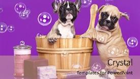  Presentation with grooming dog - Colorful presentation enhanced with grooming dog - french bulldog puppies in wooden backdrop and a coral colored foreground