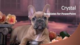  Presentation with french revoulution - Slide deck enhanced with grooming dog - french bulldog puppy and flowers background and a violet colored foreground