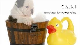  Presentation with rubber duck - Audience pleasing slide set consisting of grooming dog - puppy bath time - english backdrop and a white colored foreground