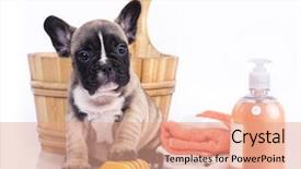  Presentation with dog bath - Slide deck having grooming dog - puppy bath time - french background and a coral colored foreground