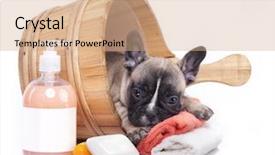  Presentation with dog bath - PPT layouts enhanced with grooming dog - puppy bath time - french background and a coral colored foreground