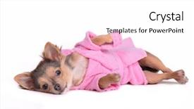  Presentation with dog bath - Cool new presentation with grooming dog - relaxing chihuahua puppy backdrop and a white colored foreground