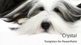  Presentation with sheepdog - Beautiful presentation featuring grooming dog - sheepdog in front backdrop and a white colored foreground