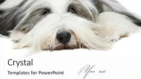  Presentation with sheepdog - Amazing theme having skyline with empire state building backdrop and a dark gray colored foreground