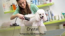  Presentation with poodle - Slide set having grooming dog - smiling woman haircut white poodle background and a coral colored foreground