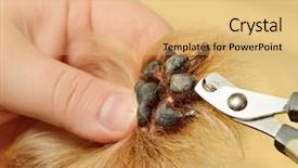  Presentation with cut - Beautiful PPT theme featuring grooming dog - yorkshire terrier getting his hair backdrop and a yellow colored foreground